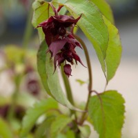 Himalayan Honeysuckle